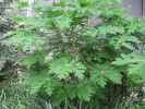 papája melounová - Carica papaya