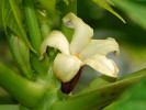 papája melounová - Carica papaya