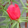 šrucha velkokvětá - Portulaca grandiflora