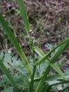 zevar vzpřímený - Sparganium erectum