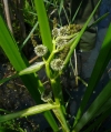 zevar vzpřímený - Sparganium erectum
