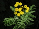 vratič obecný - Tanacetum vulgare