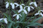 sněženka podsněžník - Galanthus nivalis