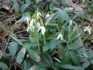 sněženka podsněžník - Galanthus nivalis