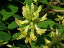 kozinec sladkolistý - Astragalus glycyphyllos