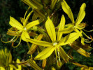asfodelka žlutá - Asphodeline lutea