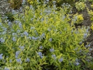 ořechokřídlec clandonský Worcester Gold - Caryopteris × clandonensis Worcester Gold