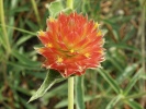 pestrovka kulovitá - Gomphrena globosa