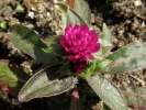 pestrovka kulovitá - Gomphrena globosa