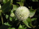 pestrovka kulovitá - Gomphrena globosa
