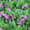 čemeřice východní Pink Lady - Helleborus orientalis Pink Lady