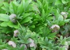 čemeřice východní Pink Lady - Helleborus orientalis Pink Lady