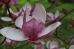 šácholan Soulangeův White Giant - Magnolia × soulangeana White Giant