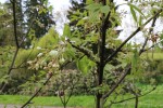 klokoč celoplodý Rosea - Staphylea holocarpa Rosea