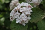 kalina Carlesiova Diana - Viburnum carlesii Diana