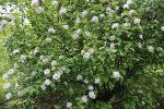 kalina Carlesiova Diana - Viburnum carlesii Diana