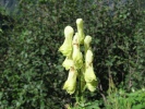 oměj vlčí mor - Aconitum lycoctonum