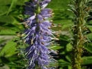 rozrazil - Veronica sibirica
