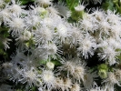 nestařec americký - Ageratum houstonianum