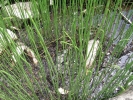 přeslička poříční - Equisetum fluviatile