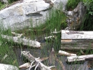 přeslička poříční - Equisetum fluviatile