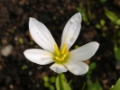 zefýrovec - Zephyranthes candida