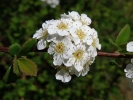 tavolník význačný - Spiraea × arguta