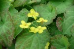 škornice Wisley - Epimedium × perralchicum Wisley