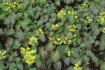 škornice Wisley - Epimedium × perralchicum Wisley