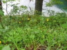 ostřice chabá - Carex flacca