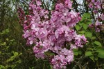 šeřík hyacintokvětý - Syringa × hyacinthiflora