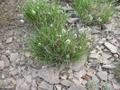 pěchava - Sesleria heufleriana