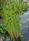 orobinec nejmenší - Typha minima