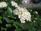 temnoplodec černoplodý - Aronia melanocarpa