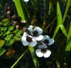 šípatka vodní - Sagittaria sagittifolia