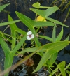 šípatka vodní - Sagittaria sagittifolia