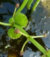 šípatka vodní - Sagittaria sagittifolia