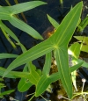 šípatka vodní - Sagittaria sagittifolia