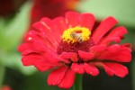 ostálka sličná Lawa - Zinnia elegans Lawa