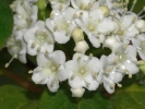 tušalaj vavřínolistý - Viburnum tinus