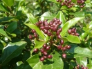 tušalaj vavřínolistý - Viburnum tinus