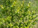tušalaj vavřínolistý - Viburnum tinus