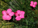 hvozdík kartouzek - Dianthus carthusianorum