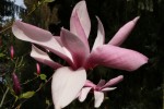 šácholan Big Dude - Magnolia Big Dude
