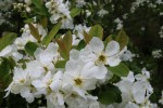 hroznovec hroznatý Snow White - Exochorda racemosa subsp. serratifolia Snow White
