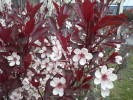 myrobalán cistena - Prunus × cistena