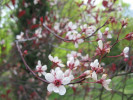 myrobalán cistena - Prunus × cistena