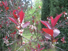 myrobalán cistena - Prunus × cistena