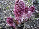 devětsil lékařský - Petasites hybridus