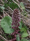 devětsil lékařský - Petasites hybridus
